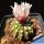 Gymnocalycium cv. GERMAN HELMET