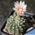 Gymnocalycium cv. GERMAN HELMET