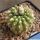 Gymnocalycium cv. GERMAN HELMET