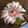 Gymnocalycium cv. GERMAN HELMET