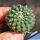 Gymnocalycium cv. GERMAN HELMET