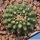 Gymnocalycium cv. GERMAN HELMET