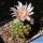Gymnocalycium cv. GERMAN HELMET