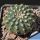 Gymnocalycium cv. GERMAN HELMET
