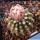 Gymnocalycium cv. GERMAN HELMET