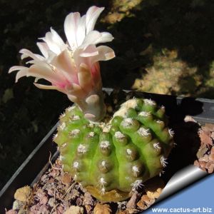Gymnocalycium cv. GERMAN HELMET