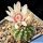Gymnocalycium cv. GERMAN HELMET
