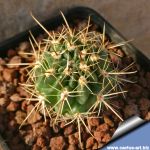 Lobivia jajoiana v. fleischeriana