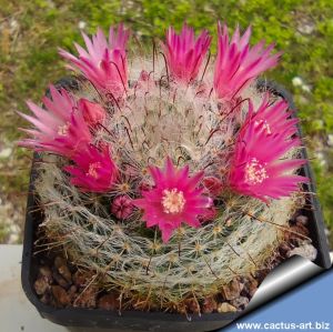 Mammillaria bocasana v. roseiflora