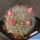 Mammillaria bocasana v. roseiflora