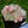 Mammillaria bocasana v. roseiflora