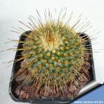 Mammillaria dixanthocentron v. rubrispina