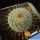 Mammillaria dixanthocentron v. rubrispina