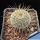 Mammillaria dixanthocentron v. rubrispina