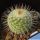 Mammillaria dixanthocentron v. rubrispina