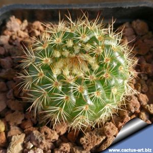 Notocactus blaauwianus