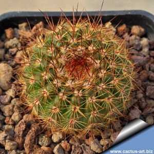Notocactus blaauwianus