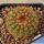 Notocactus blaauwianus