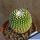 Notocactus scopa f. inermis (forma mostruosa)