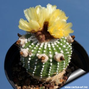 Notocactus scopa f. inermis (forma mostruosa)