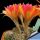 Lobivia arachnacantha hybrid cv. FLOR BICOLORE (two-tone)
