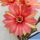 Lobivia arachnacantha hybrid cv. FLOR BICOLORE (two-tone)