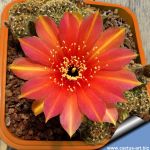 Lobivia arachnacantha hybrid cv. FLOR BICOLORE (two-tone)