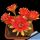 Lobivia arachnacantha hybrid cv. FLOR BICOLORE (two-tone)