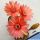 Lobivia arachnacantha hybrid cv. FLOR BICOLORE (two-tone)