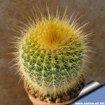 Notocactus claviceps  (light yellow flowers)