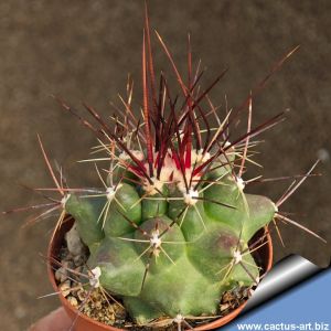 Thelocactus tulensis Huizache, San Luis Potosi, Mexico