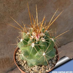 Thelocactus tulensis Huizache, San Luis Potosi, Mexico