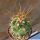 Thelocactus tulensis Huizache, San Luis Potosi, Mexico