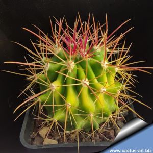 Ferocactus schwarzii f. variegata (hybrid)