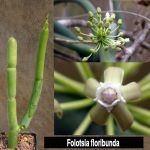 Folotsia floribunda (Cynanchum floriferum)