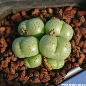 Conophytum uviforme SH520 foot of Vanrhynspas, West Cape Province, South Africa