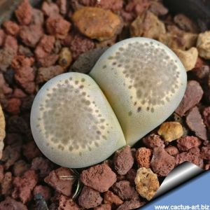 Lithops terricolor (Lithops localis)