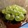 Ophthalmophyllum limpidum (Conophytum) Aggeneys, South Africa