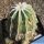 Notocactus magnificus f. albispina (White spines form)