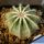 Notocactus magnificus f. albispina (White spines form)