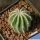 Notocactus magnificus f. albispina (White spines form)