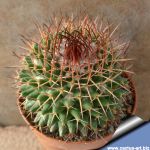 Mammillaria carnea Coxatlan, Oaxaca, Mexico