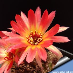 Chamaecereus hybrid (Chamaelobivia) cv. GOLDEN EYE