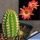 Chamaecereus hybrid (Chamaelobivia) cv. GOLDEN EYE