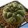 Gymnocalycium gibbosum v. chubutense JN1375 Playa Union, Chubut, Argentina