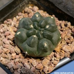 Gymnocalycium gibbosum v. chubutense JN1375 Playa Union, Chubut, Argentina