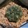 Gymnocalycium gibbosum v. chubutense JN1375 Playa Union, Chubut, Argentina
