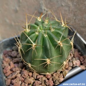 Lobivia chrysacantha f. tenuispina RCB 068