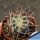 Gymnocalycium sp. mostruoso (BLIND FORM)