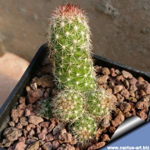 Mammillaria viperina SB836 Zapotitlan, Puebla, Mexico